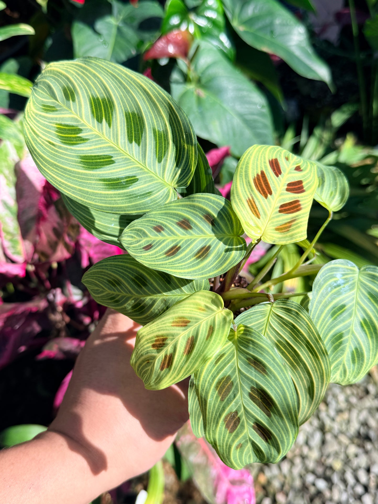 Maranta 'Light Vein Variegata' O9