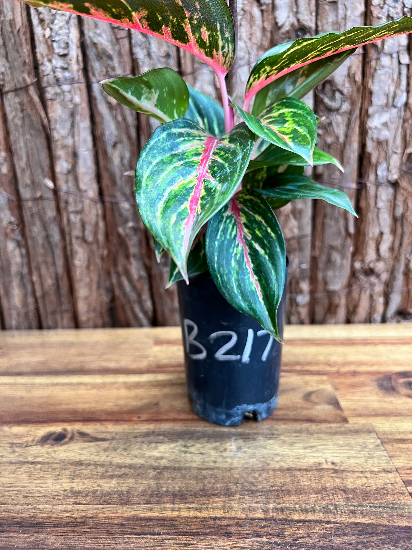 Aglaonema Ammaj Jareon (New Release) B217