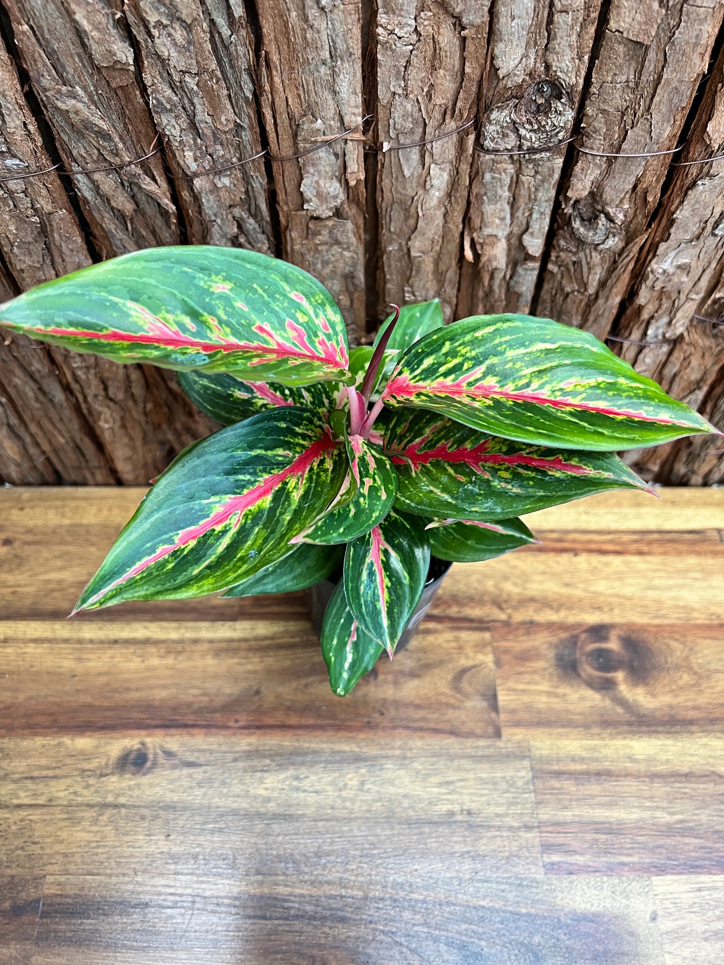 Aglaonema Ammaj Jareon (New Release) B218