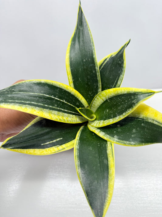 Sansevieria Lotus Hahnii V74