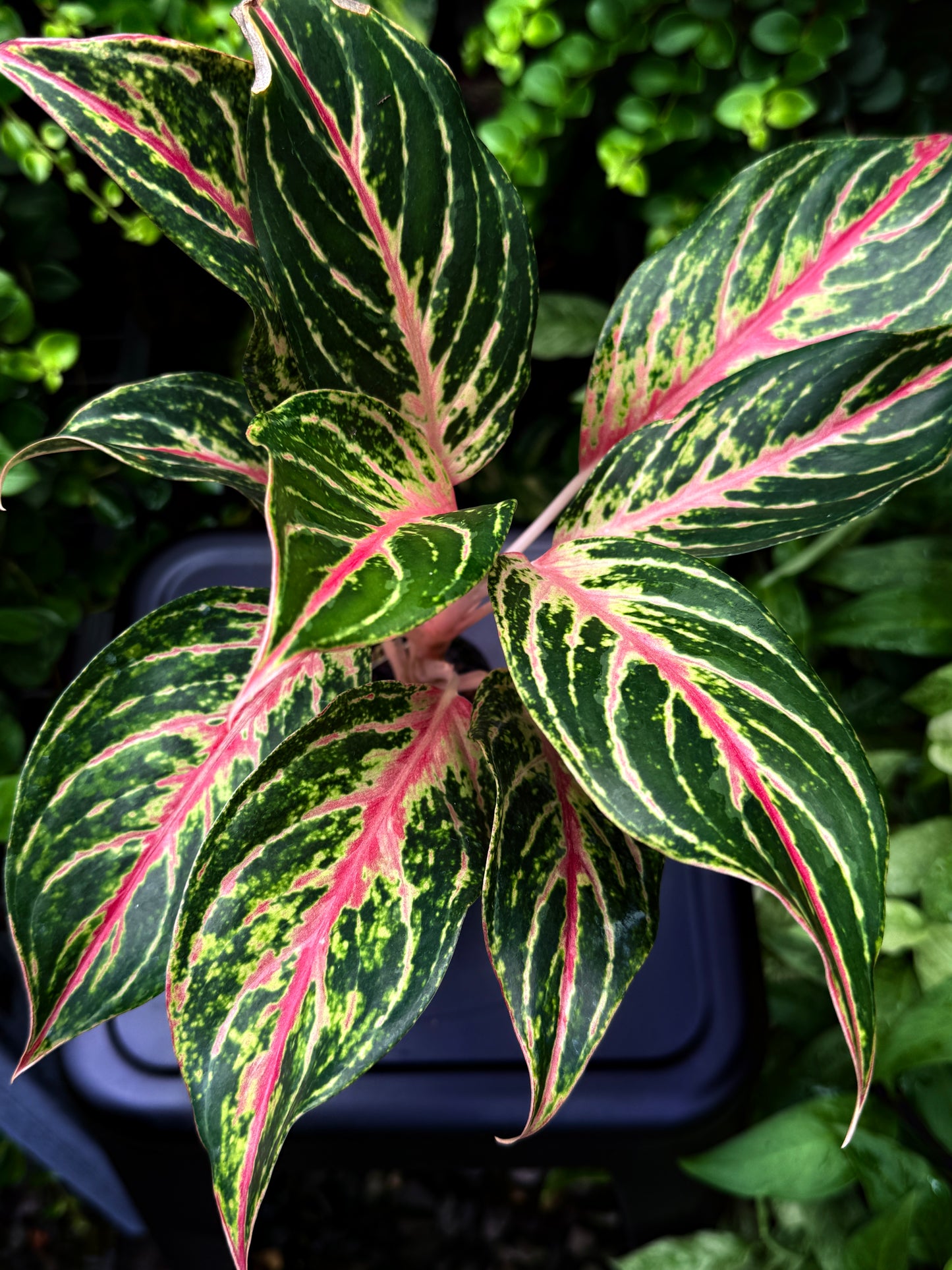 Aglaonema 'Pink Buttefly' - Best Plant in Stock.