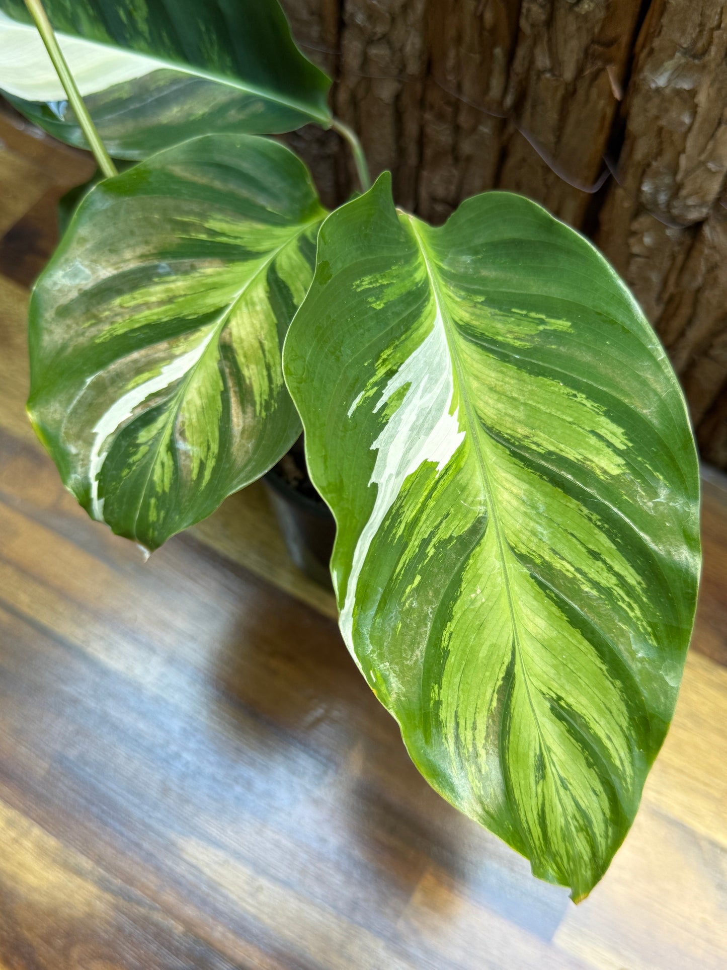 Calathea White Fusion NONTC I7