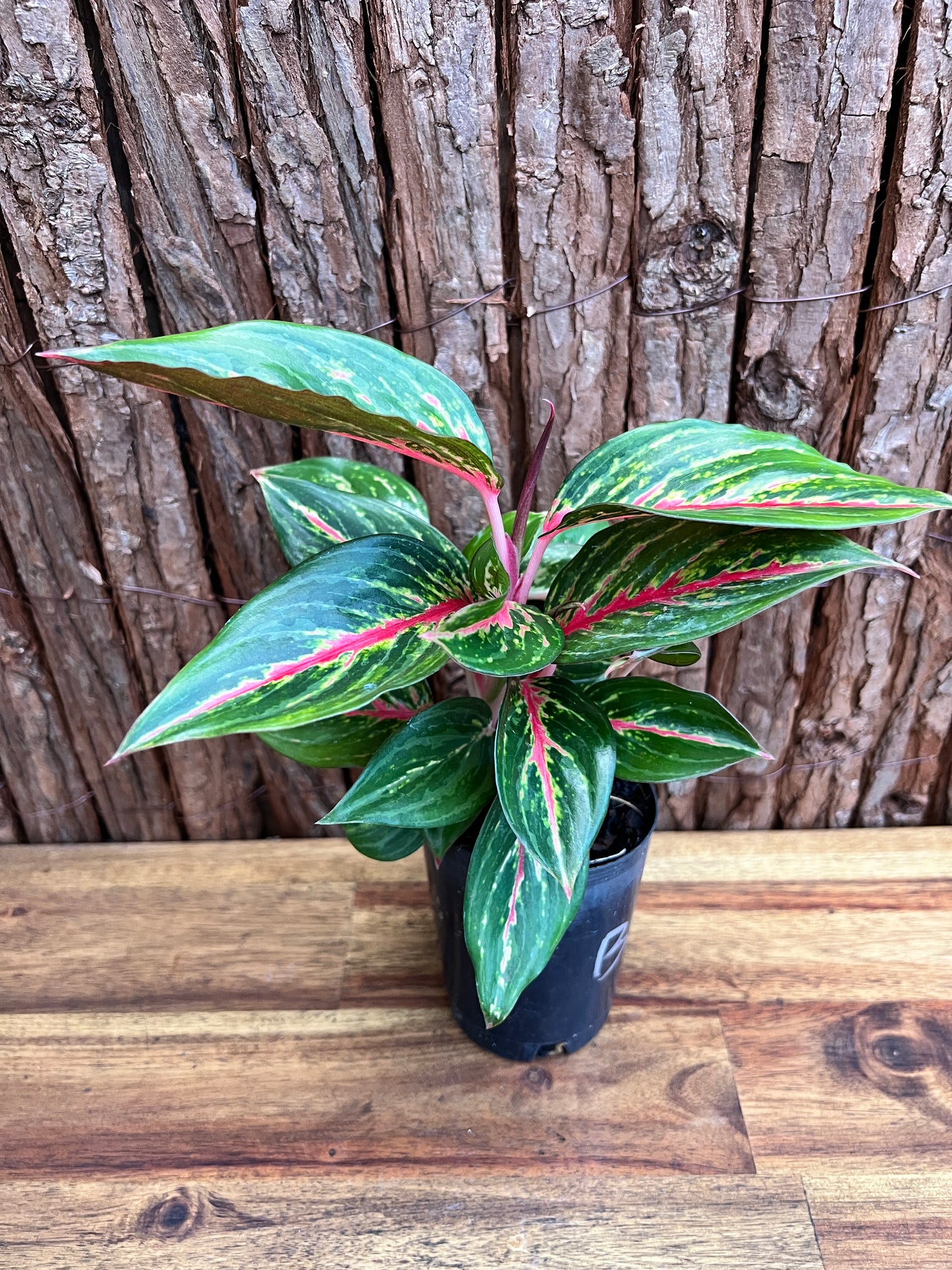 Aglaonema Ammaj Jareon (New Release) B218