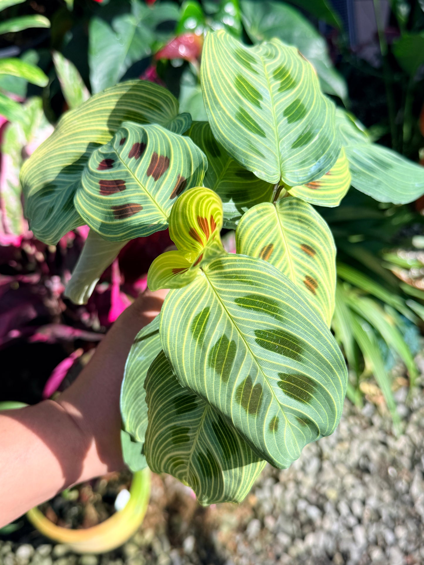 Maranta 'Light Vein Variegata' O8