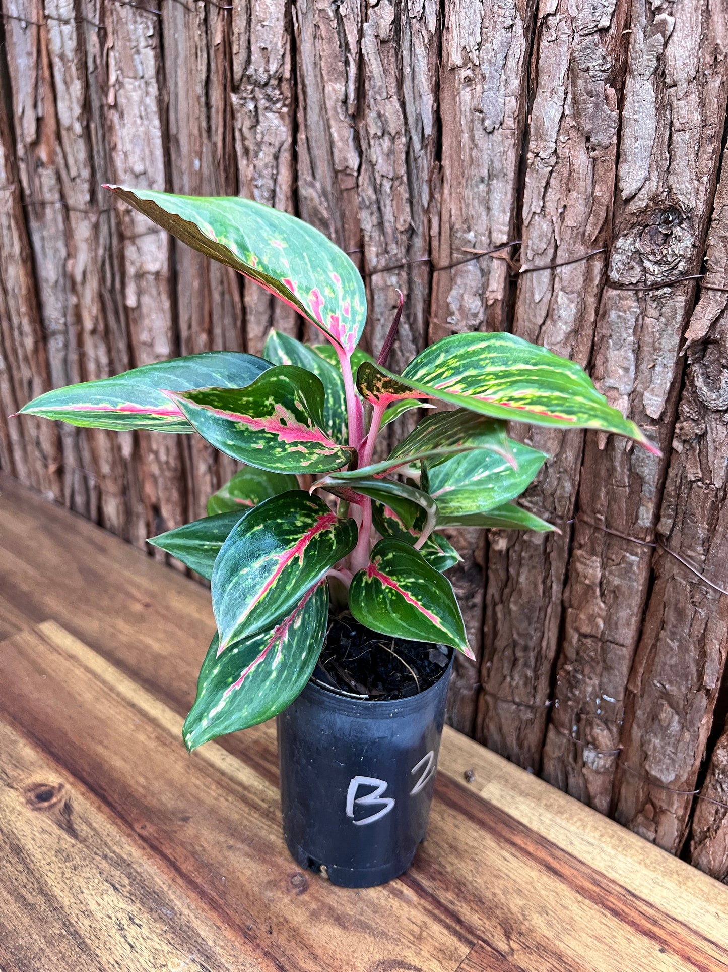 Aglaonema Ammaj Jareon (New Release) B218