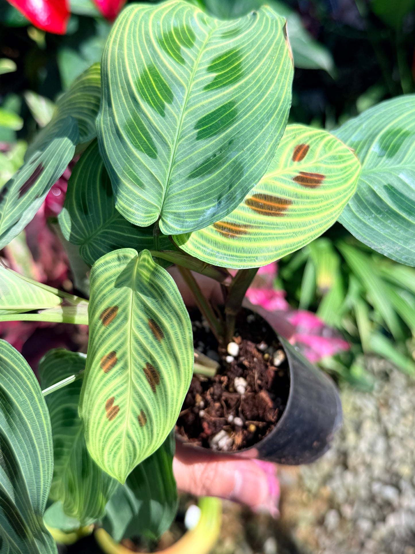 Maranta 'Light Vein Variegata' O8