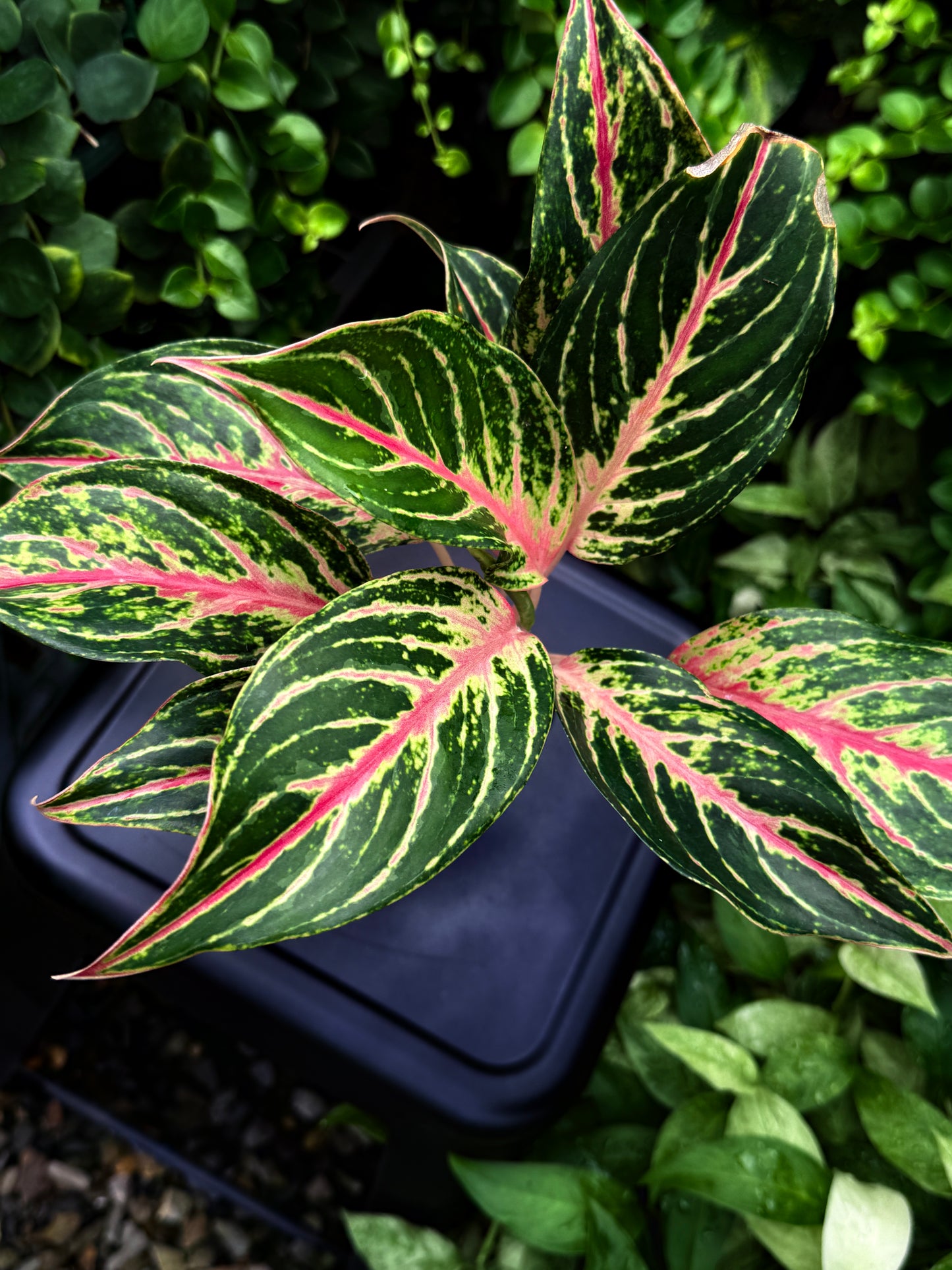 Aglaonema 'Pink Buttefly' - Best Plant in Stock.
