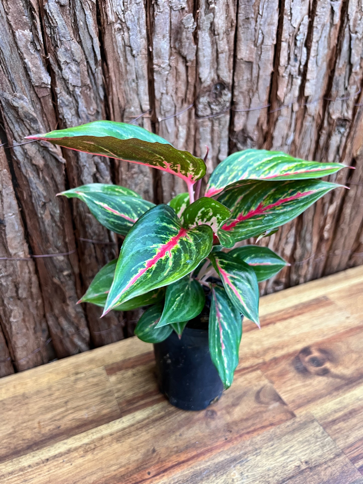 Aglaonema Ammaj Jareon (New Release) B218