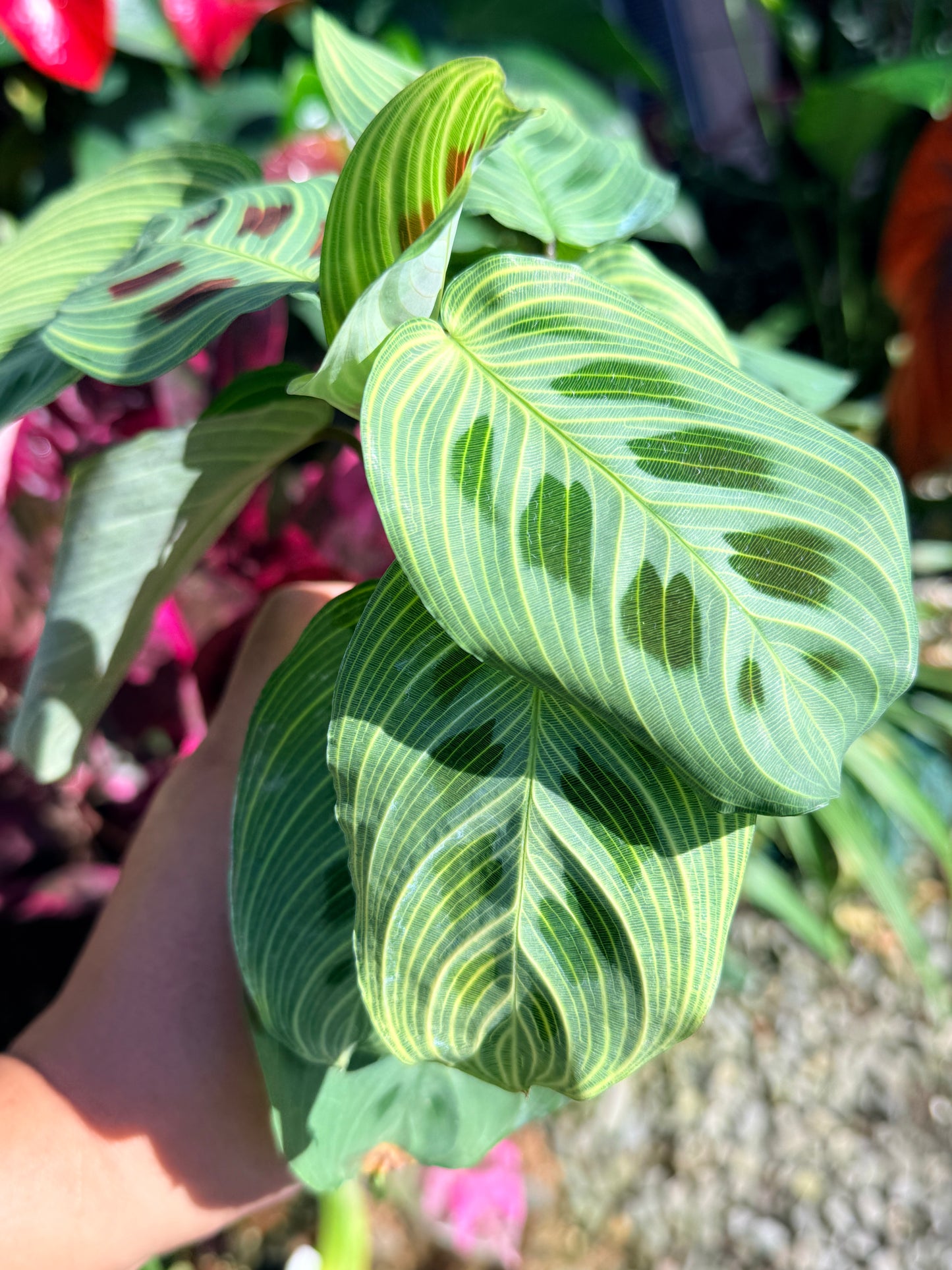 Maranta 'Light Vein Variegata' O8