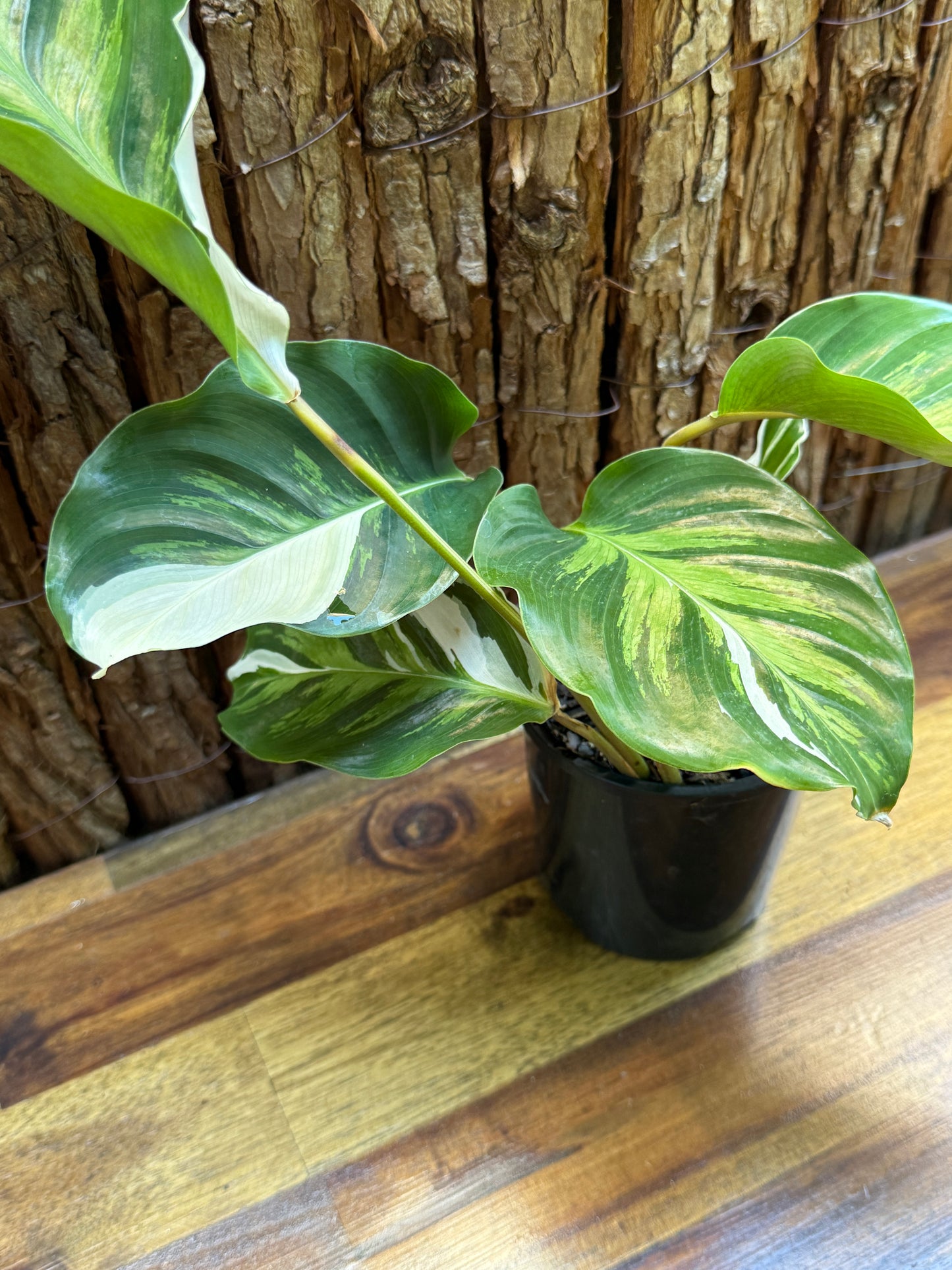 Calathea White Fusion NONTC I7