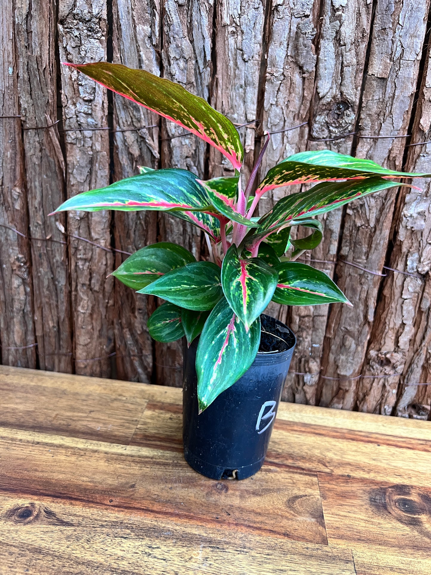 Aglaonema Ammaj Jareon (New Release) B218