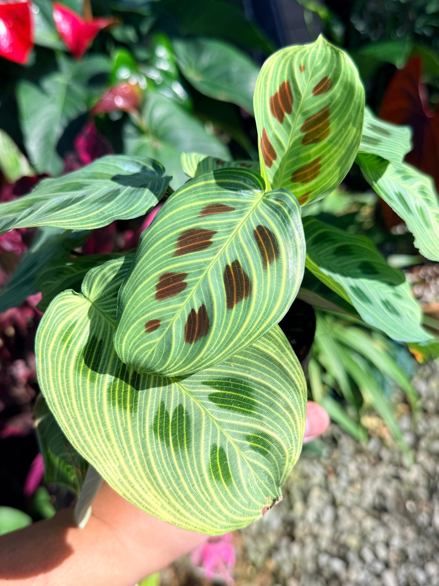 Maranta 'Light Vein Variegata' O8