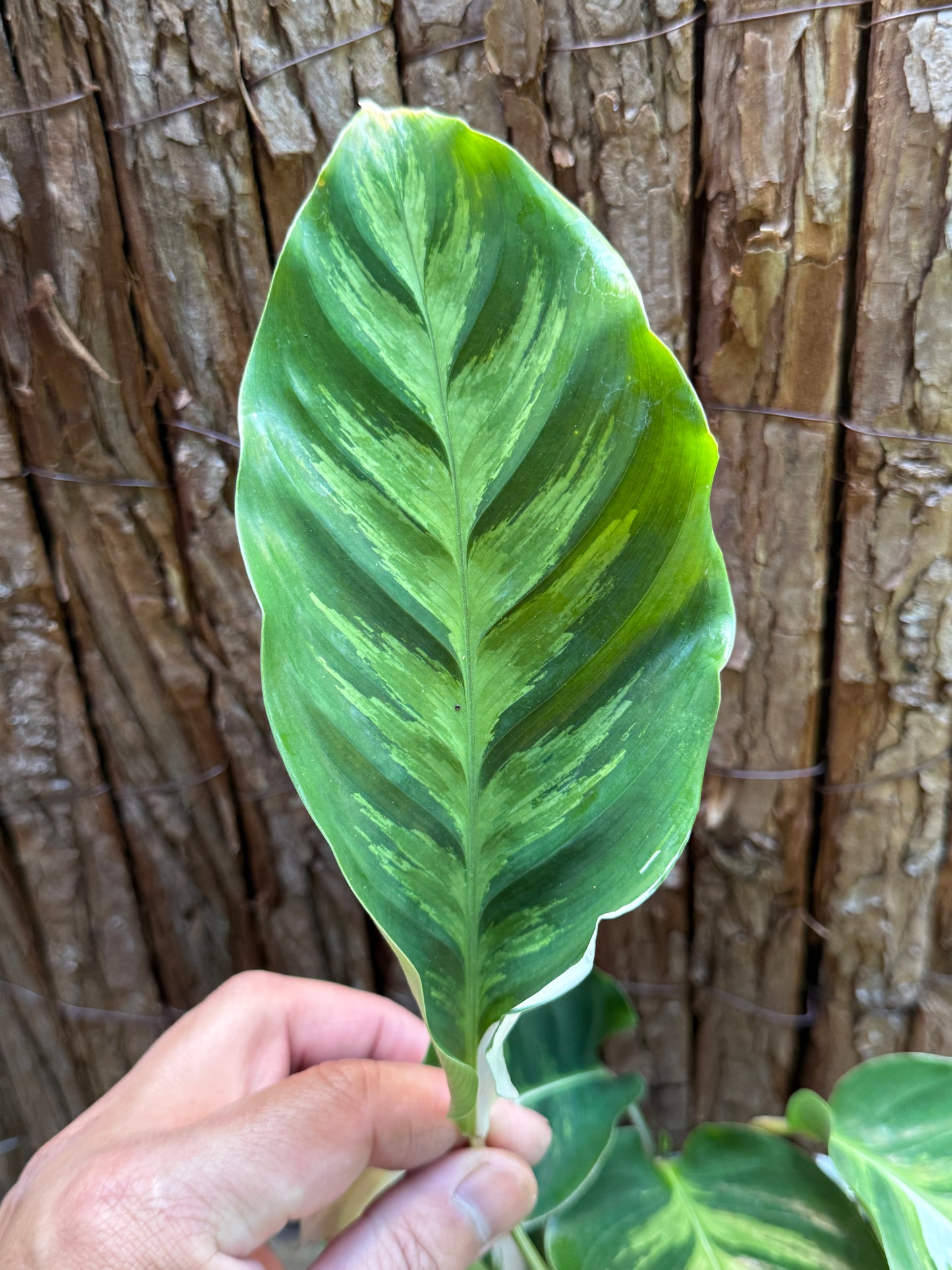 Calathea White Fusion NONTC I7