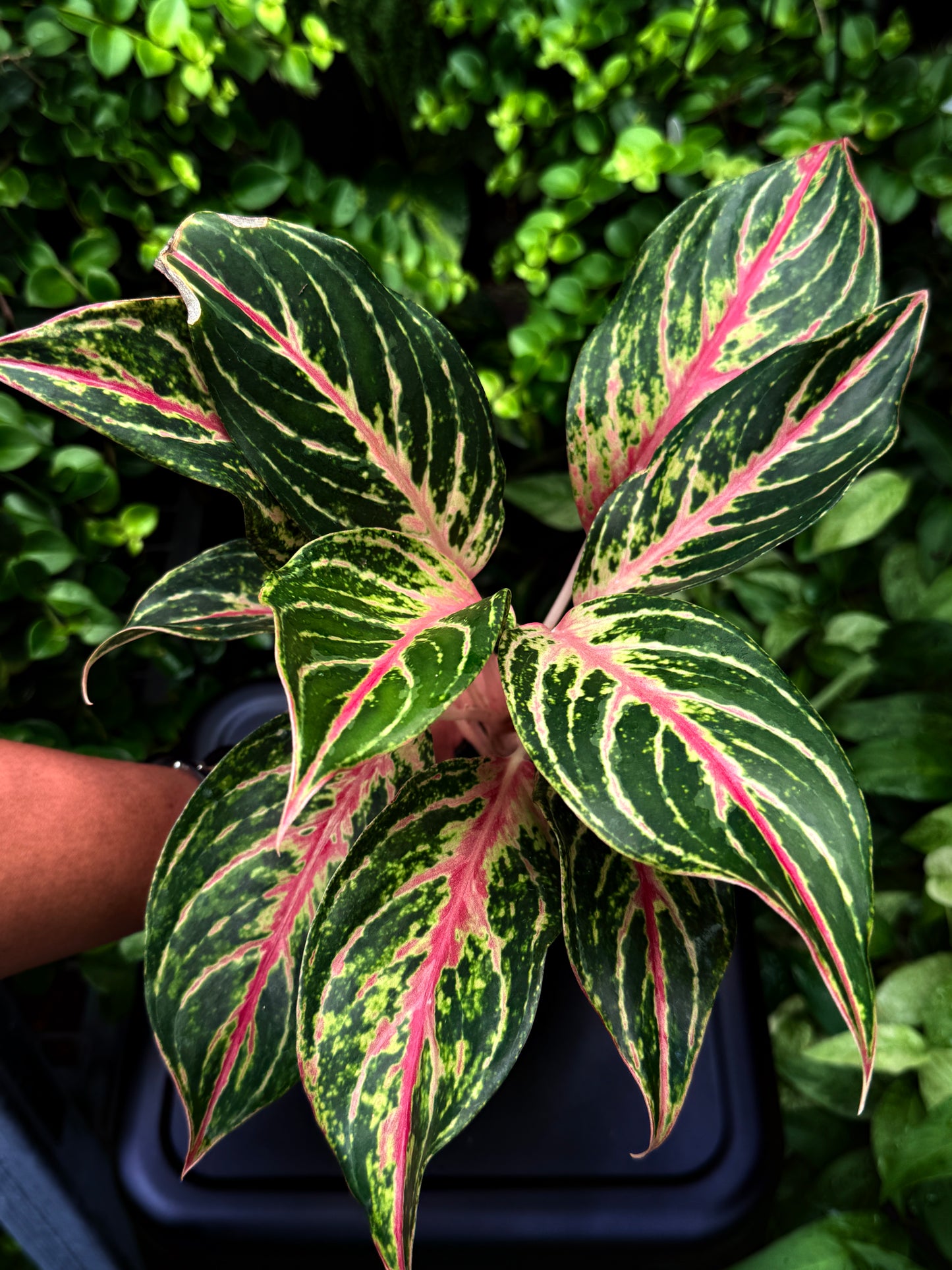 Aglaonema 'Pink Buttefly' - Best Plant in Stock.