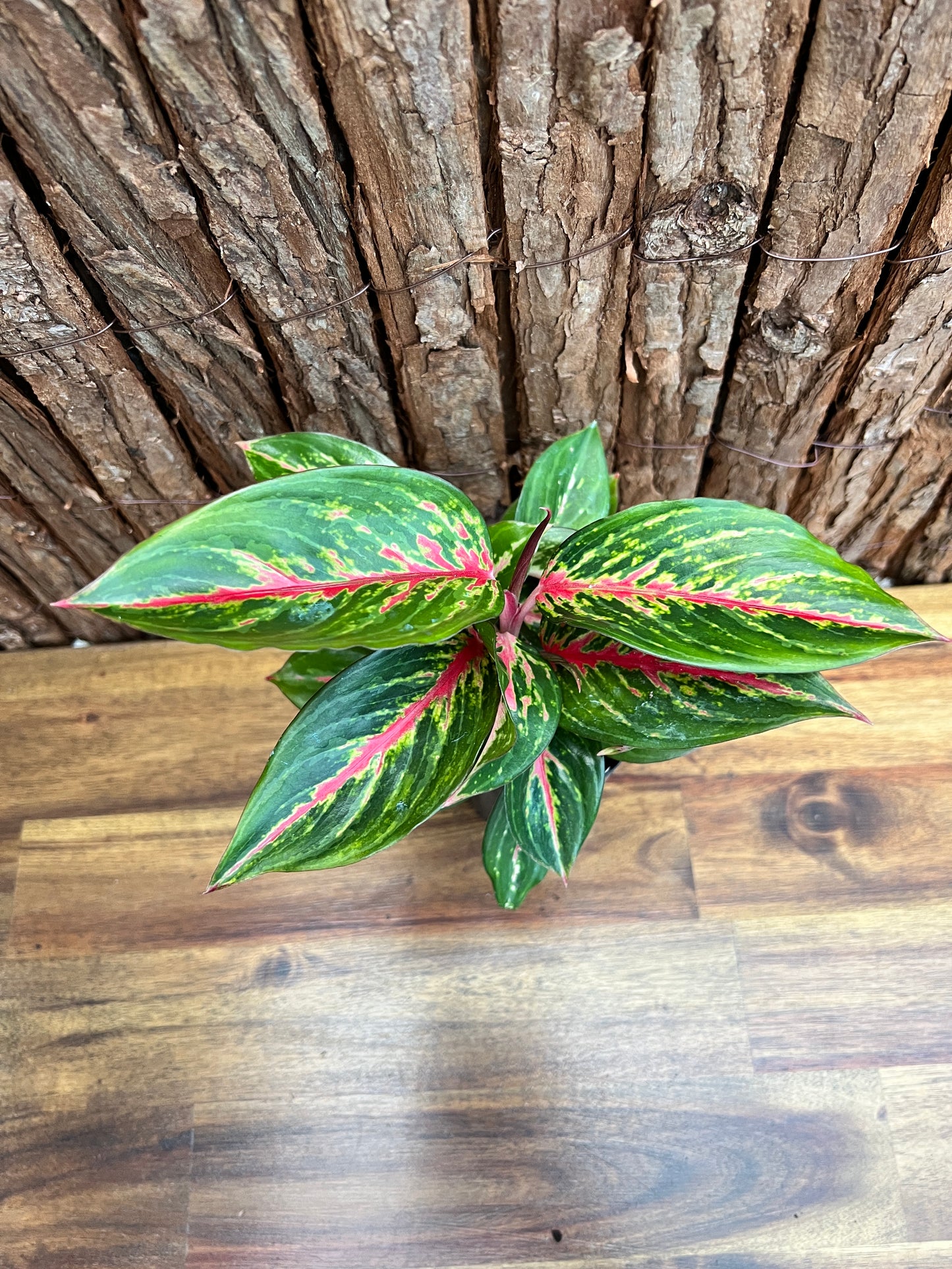 Aglaonema Ammaj Jareon (New Release) B218