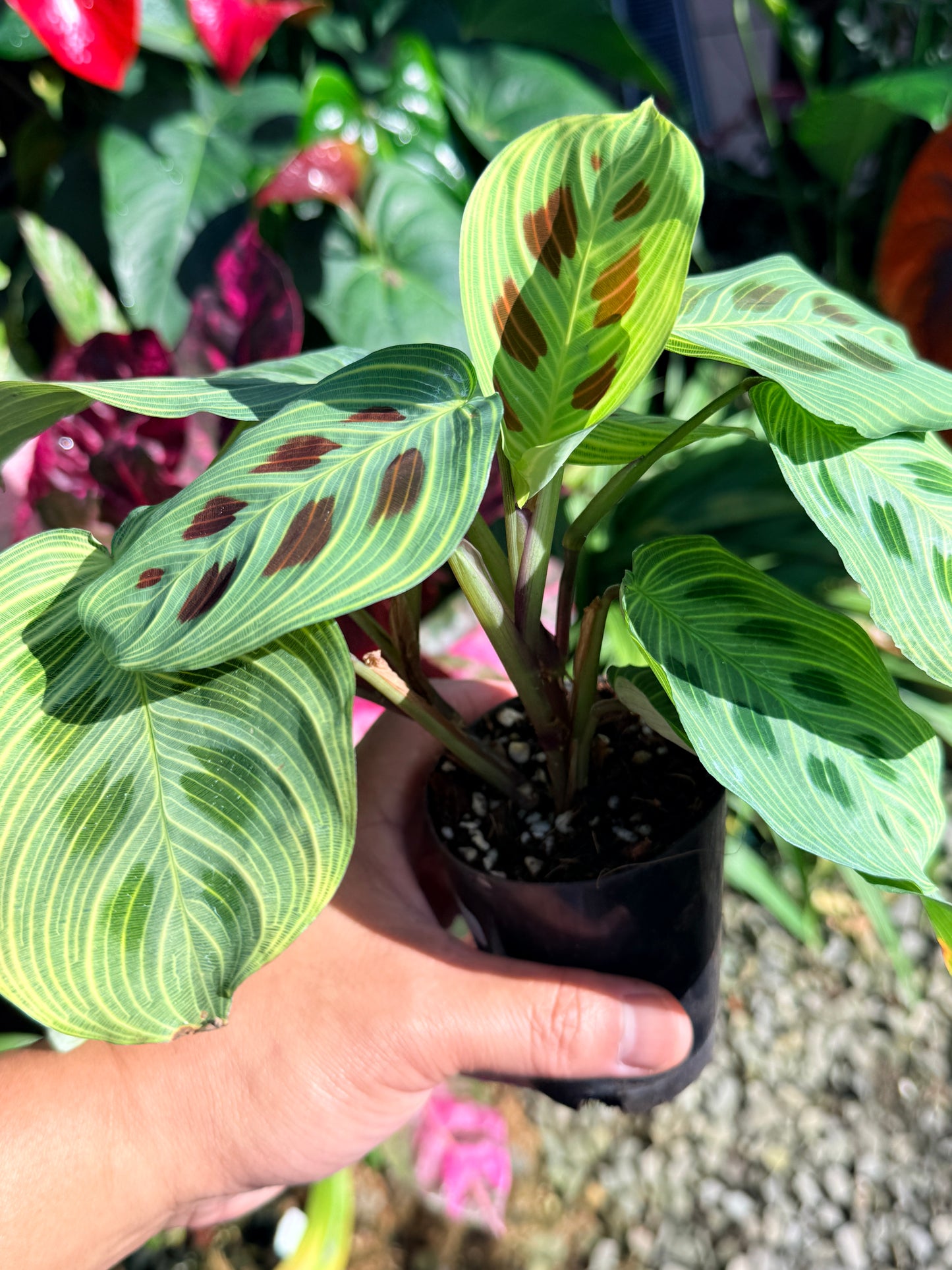 Maranta 'Light Vein Variegata' O8