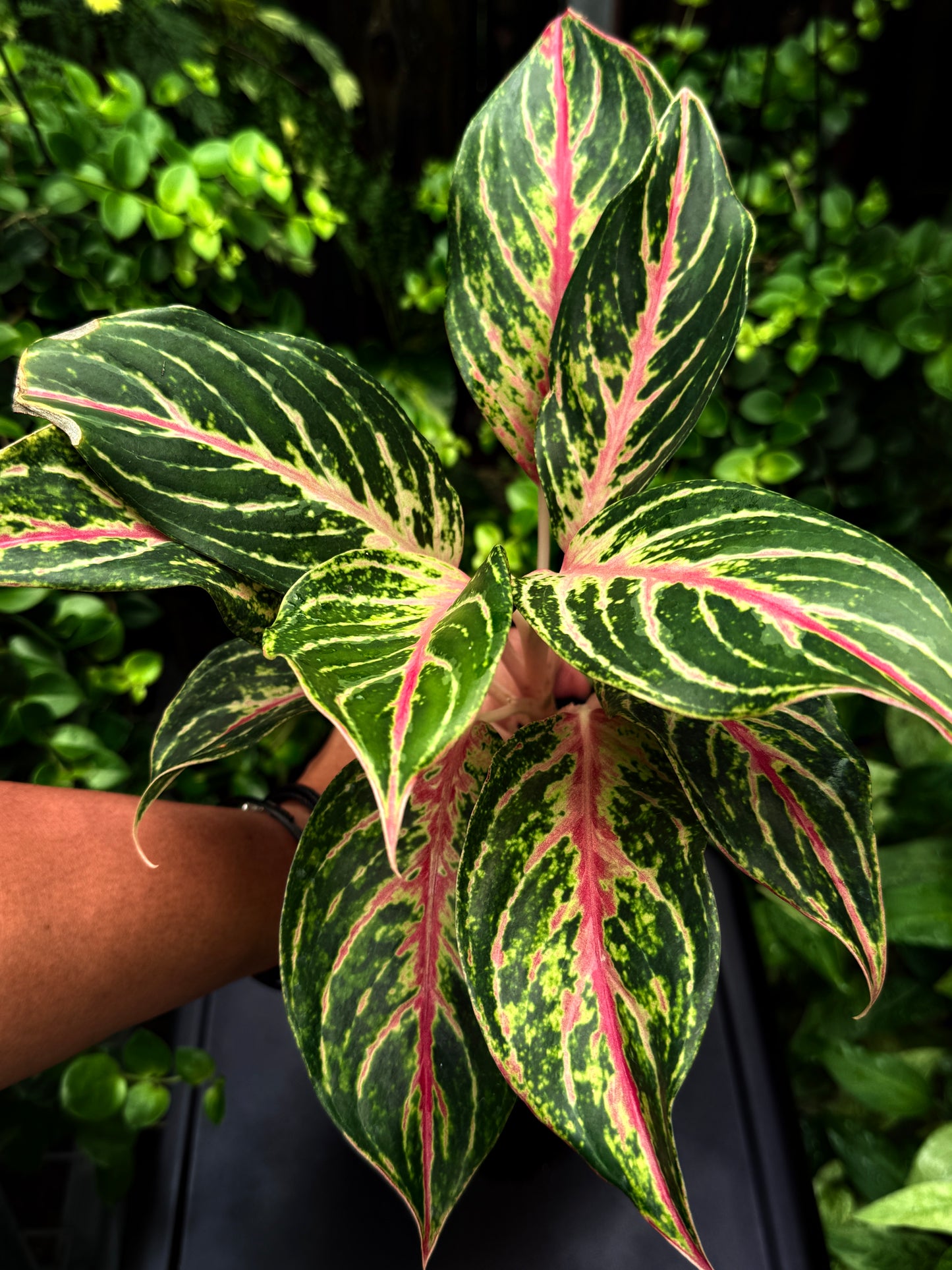 Aglaonema 'Pink Buttefly' - Best Plant in Stock.