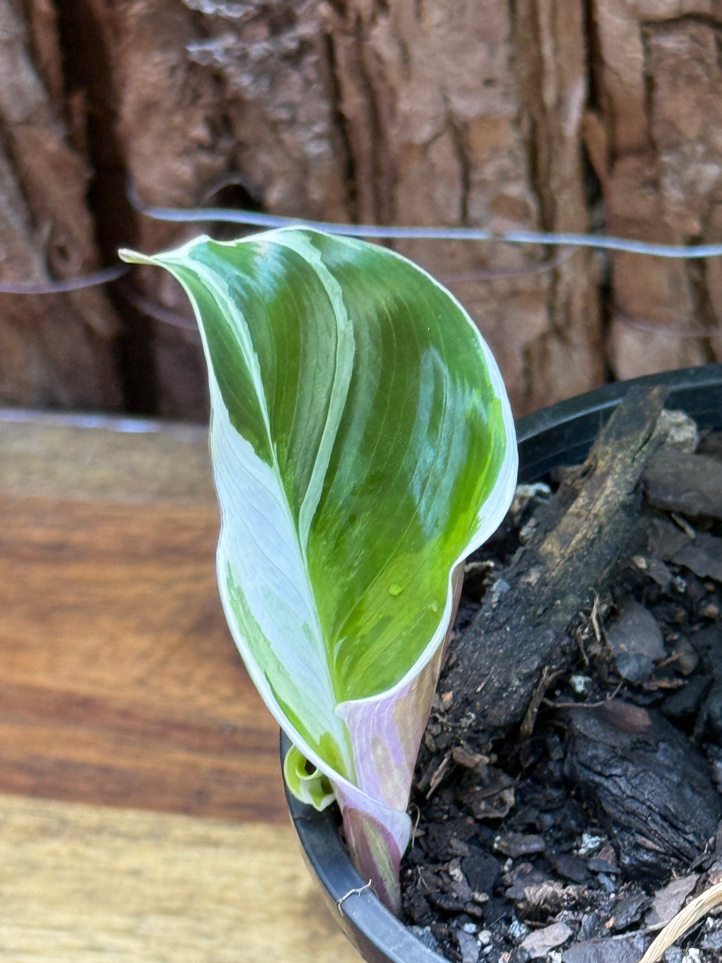 Calathea White Fusion NONTC I7