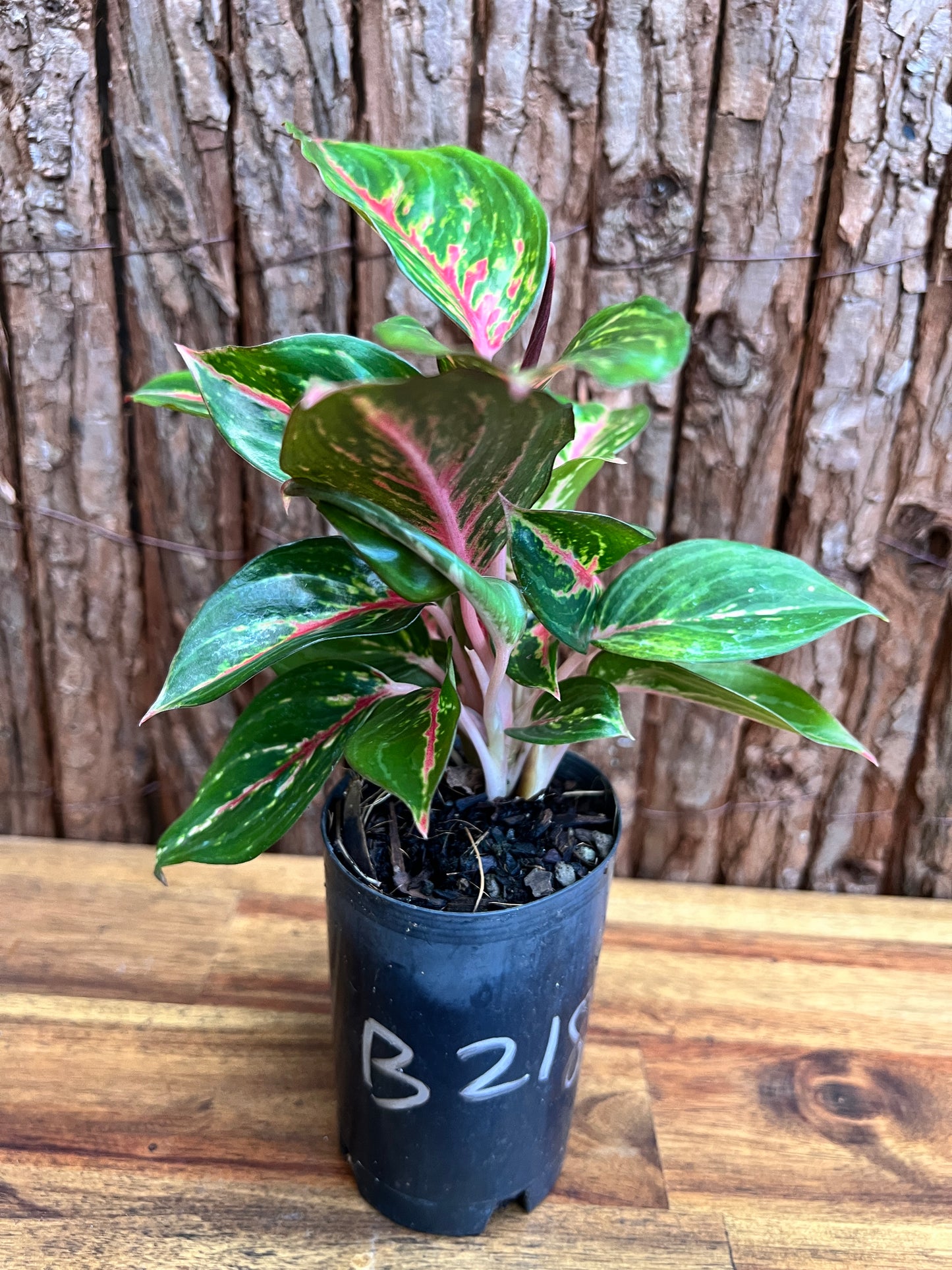 Aglaonema Ammaj Jareon (New Release) B218