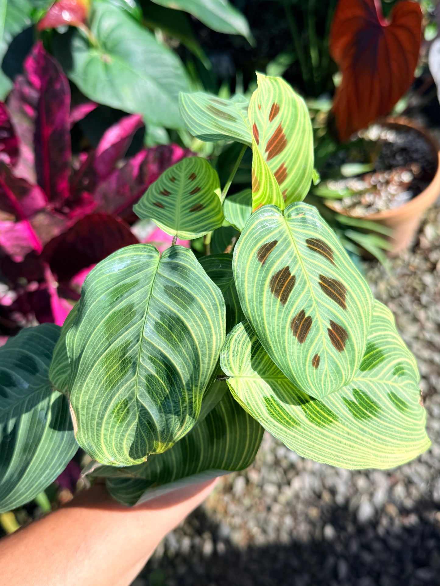 Maranta 'Light Vein Variegata' O8
