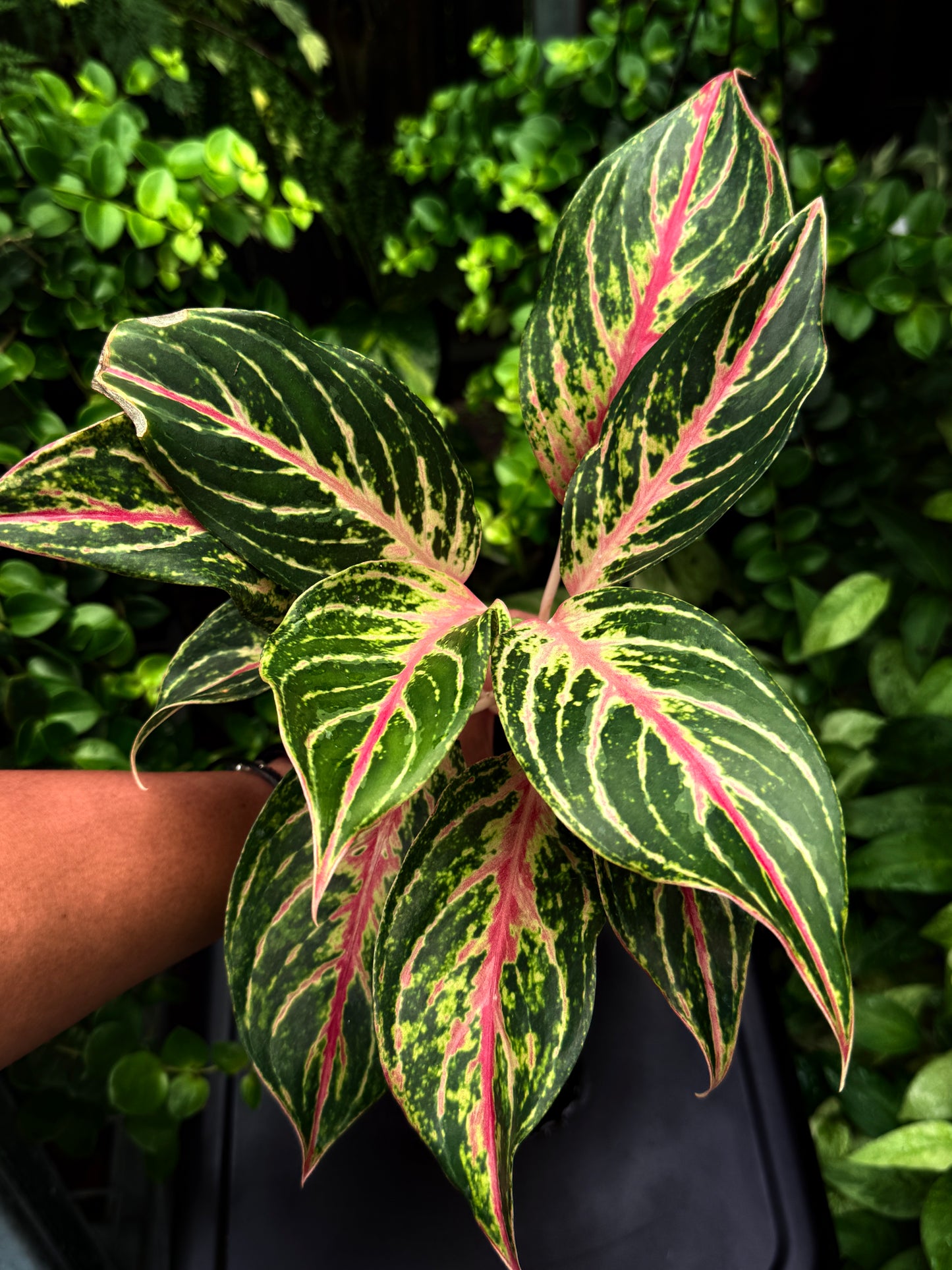 Aglaonema 'Pink Buttefly' - Best Plant in Stock.