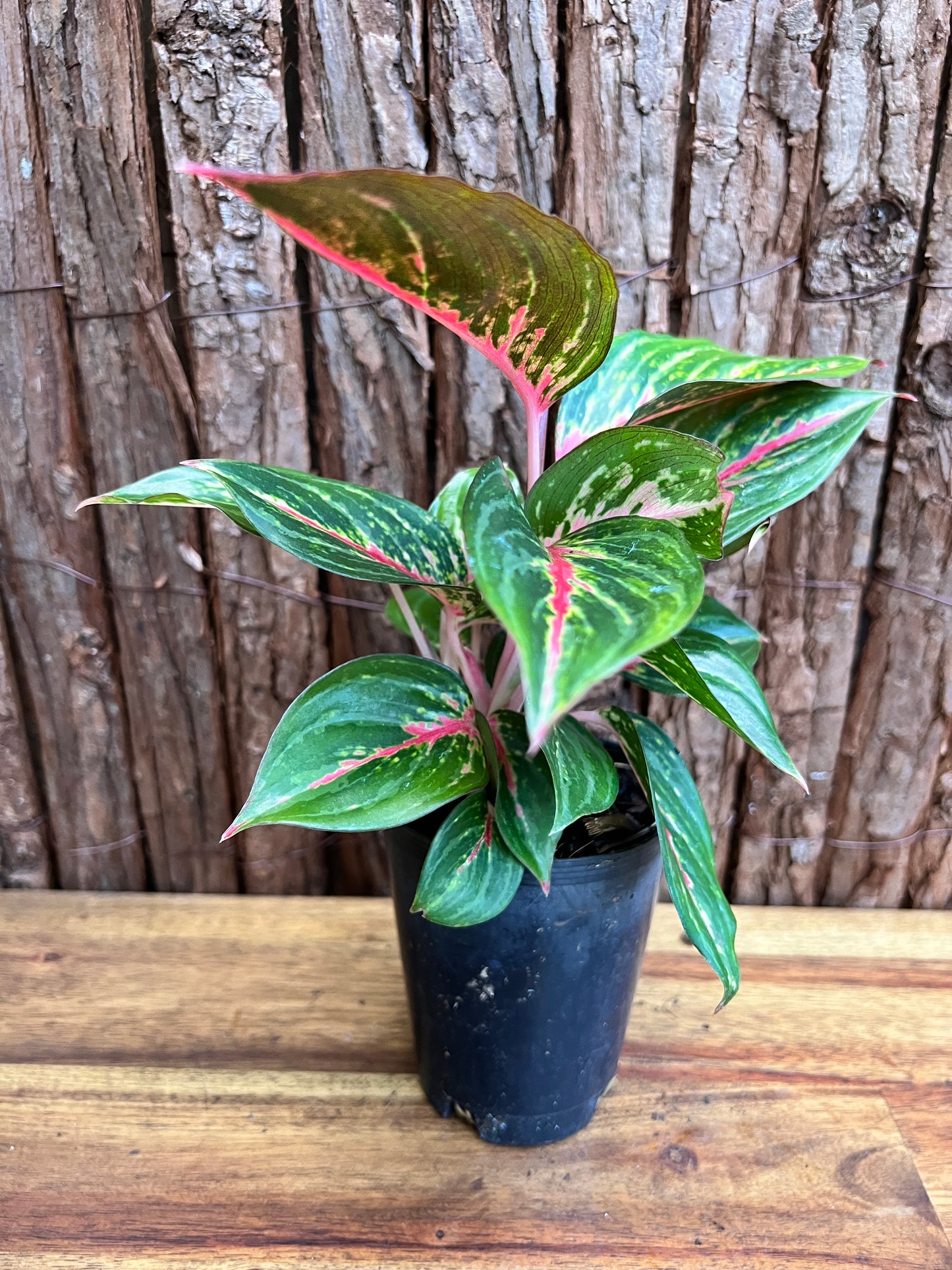 Aglaonema Ammaj Jareon (New Release) B218