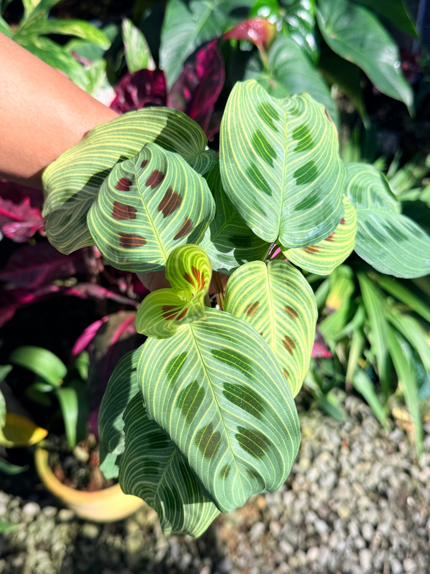 Maranta 'Light Vein Variegata' O8