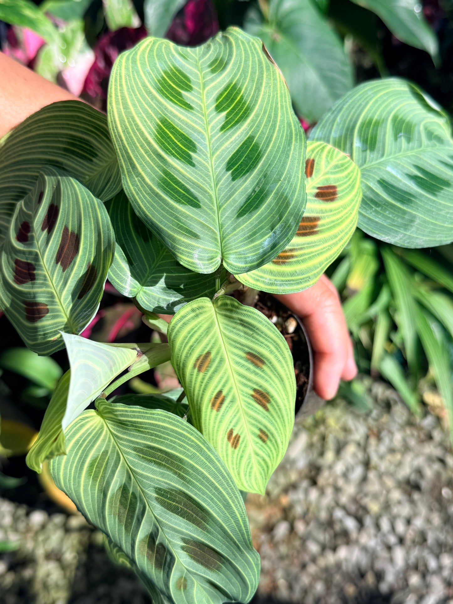 Maranta 'Light Vein Variegata' O8