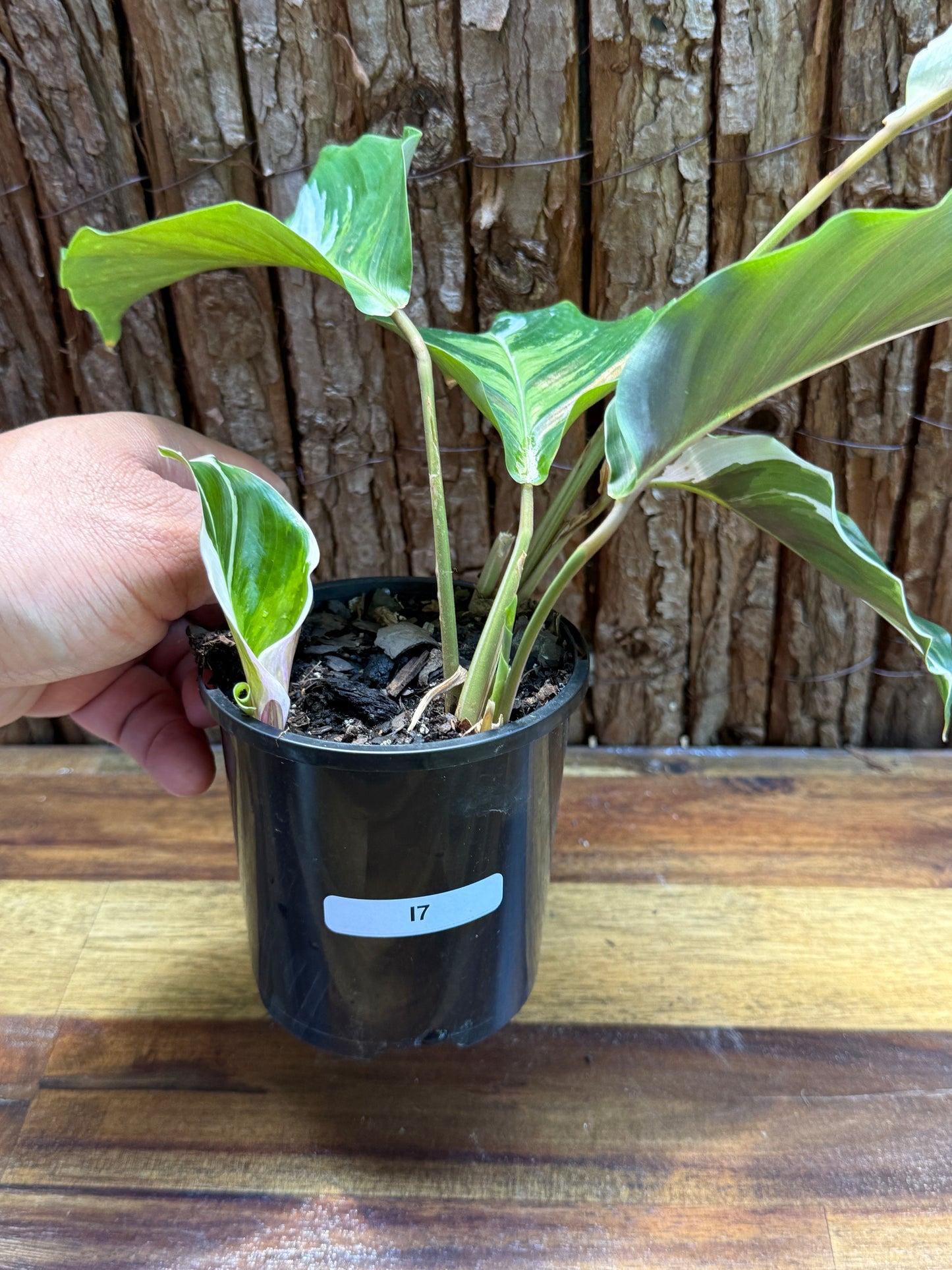 Calathea White Fusion NONTC I7