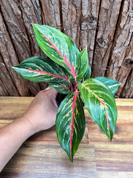 Aglaonema Ammaj Jareon (New Release) B219