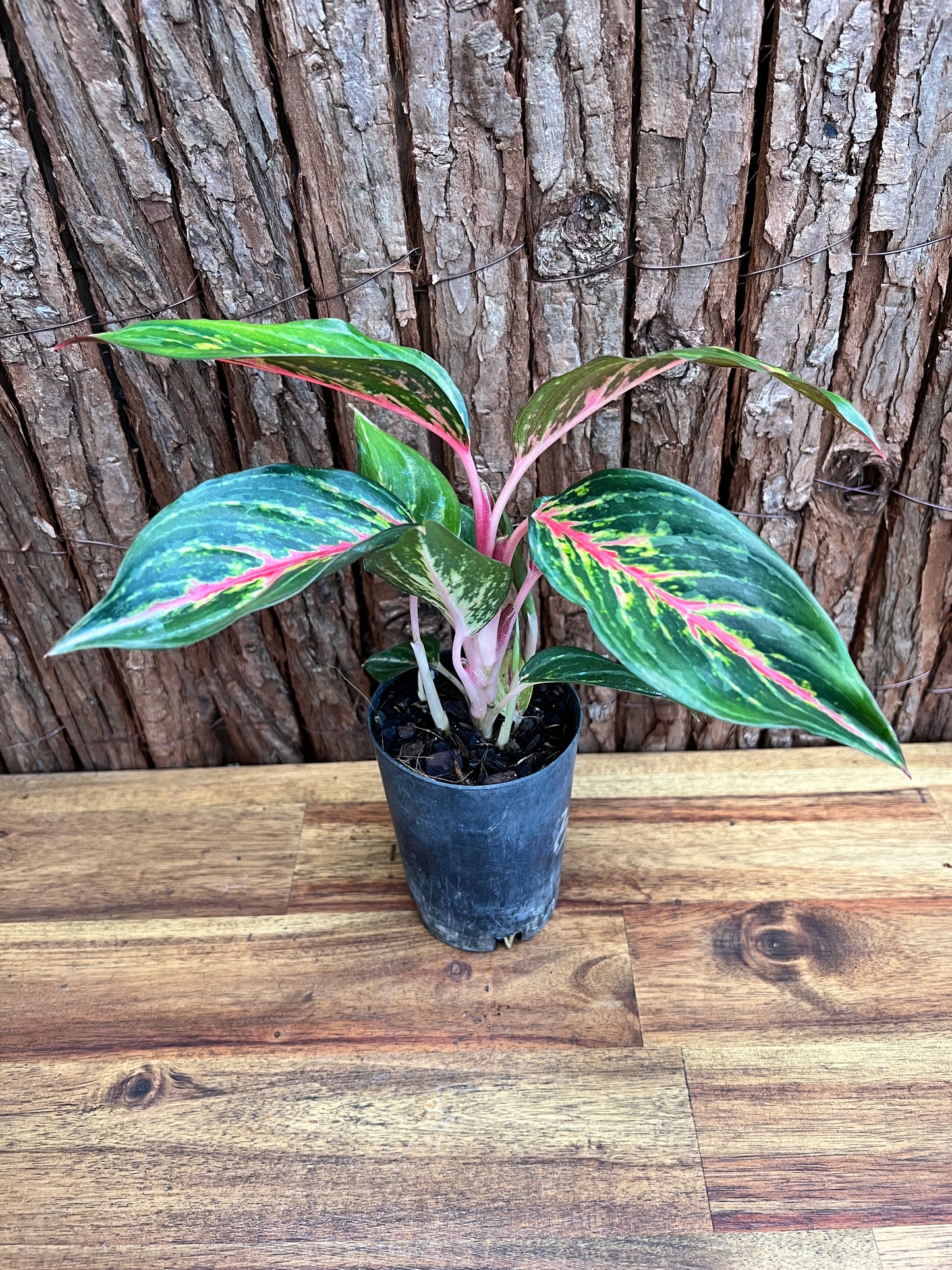 Aglaonema Ammaj Jareon (New Release) B219