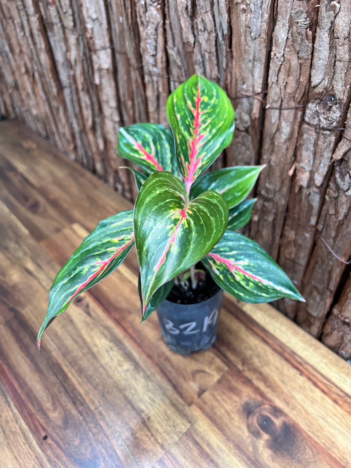 Aglaonema Ammaj Jareon (New Release) B219