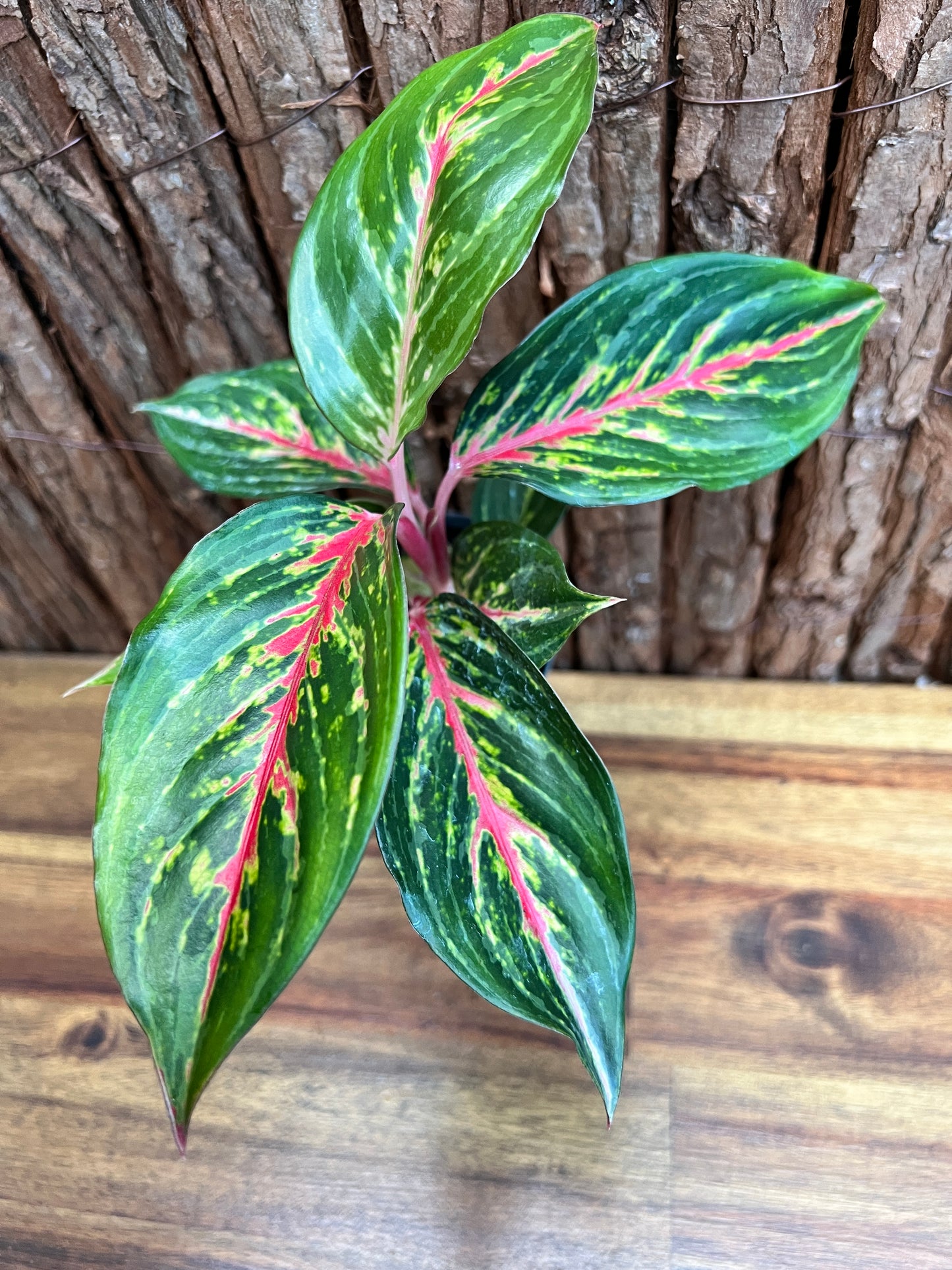 Aglaonema Ammaj Jareon (New Release) B219