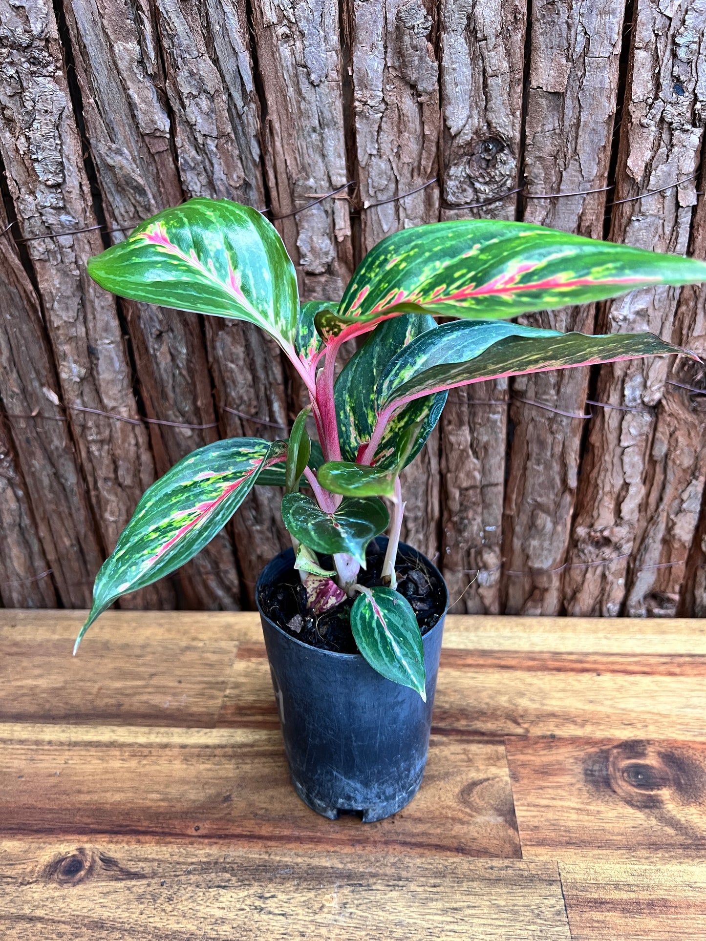 Aglaonema Ammaj Jareon (New Release) B219