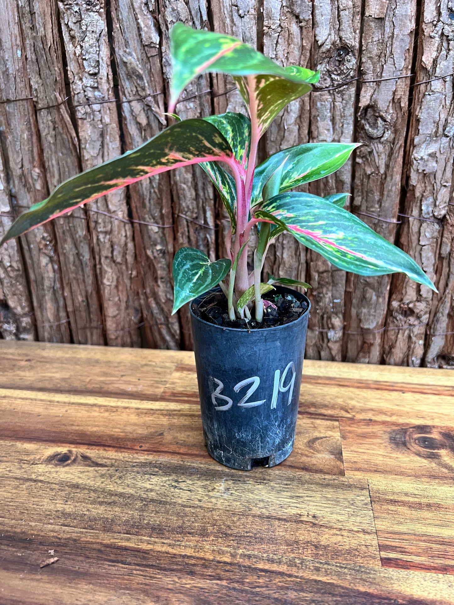 Aglaonema Ammaj Jareon (New Release) B219