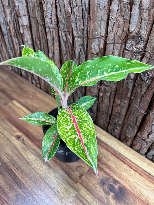 Aglaonema Night Sparkle B220