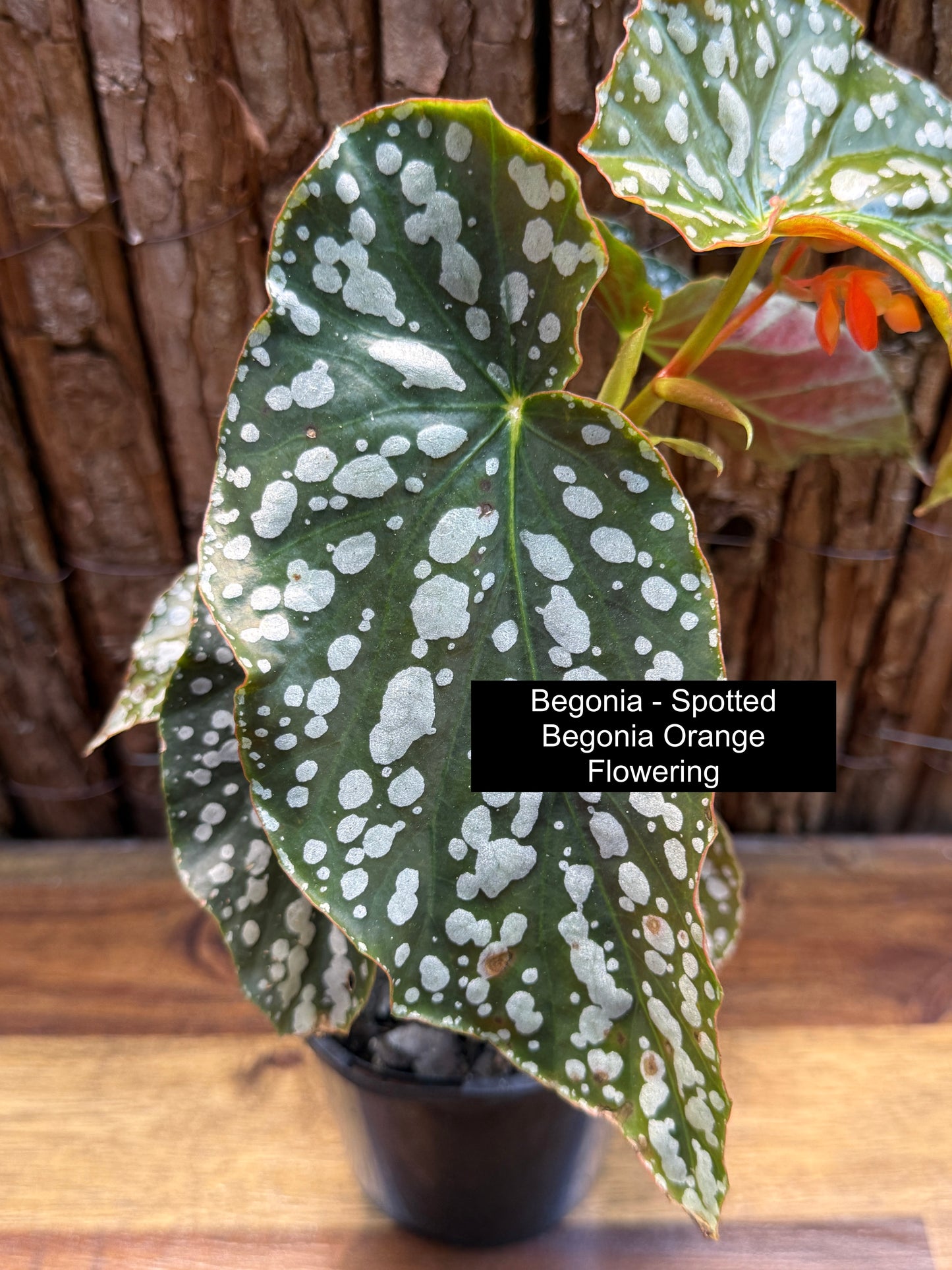 Begonia Spotted Begonia - Orange Flowering I9