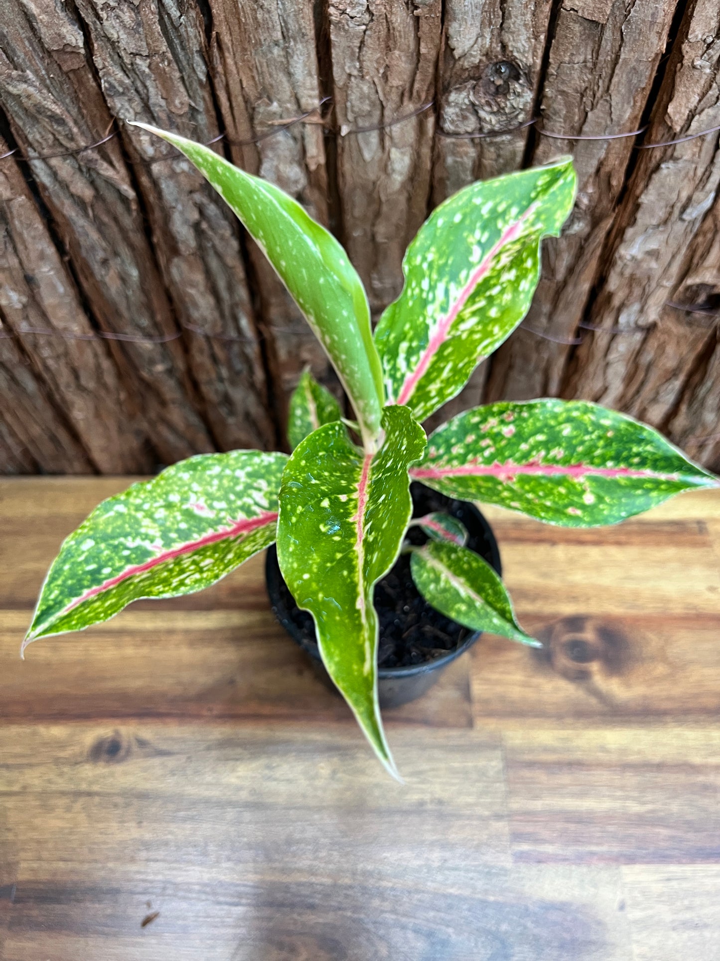 Aglaonema Night Sparkle B220