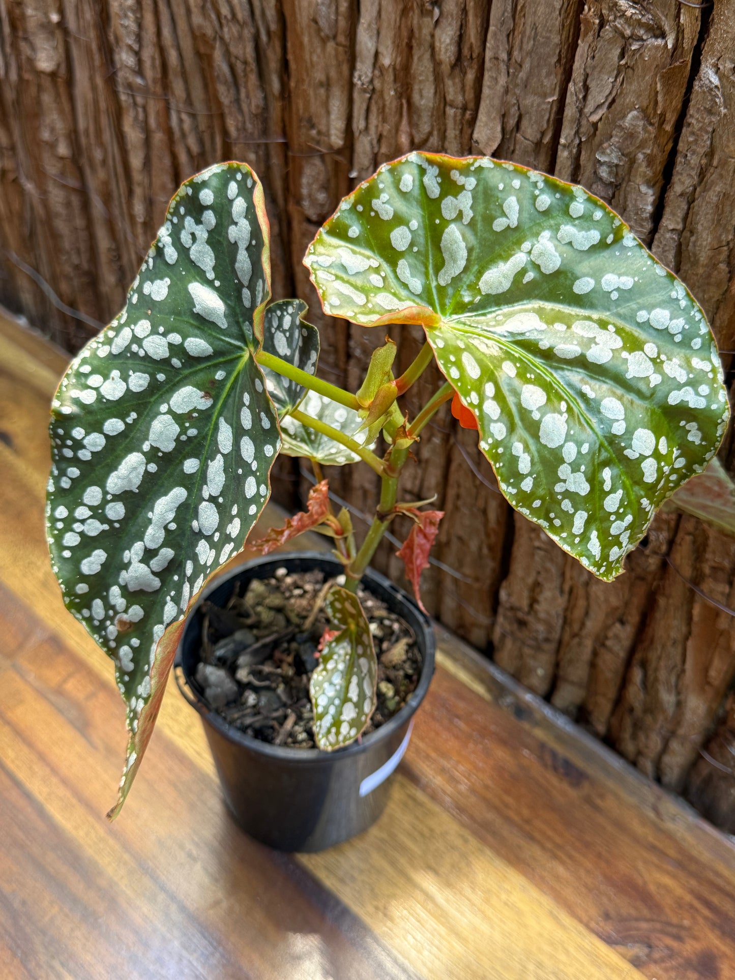 Begonia Spotted Begonia - Orange Flowering I9