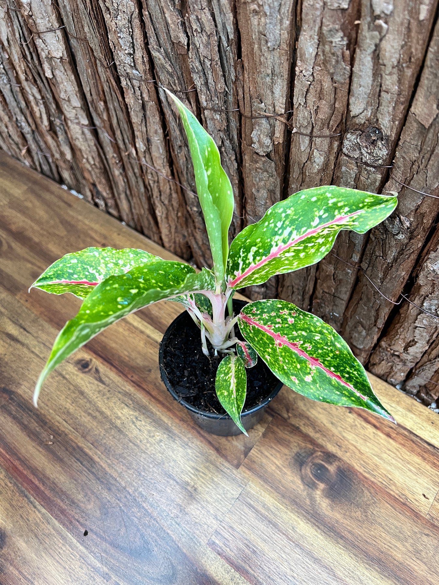 Aglaonema Night Sparkle B220