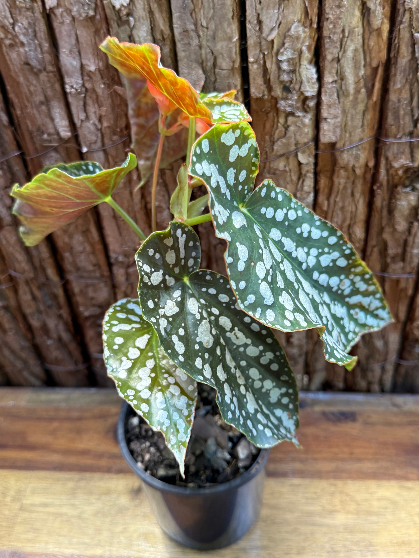 Begonia Spotted Begonia - Orange Flowering I9