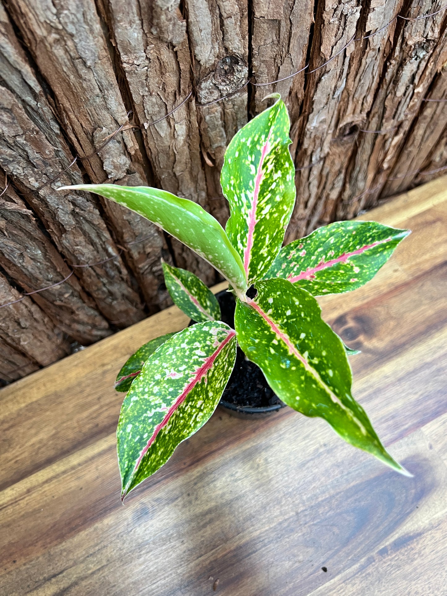 Aglaonema Night Sparkle B220