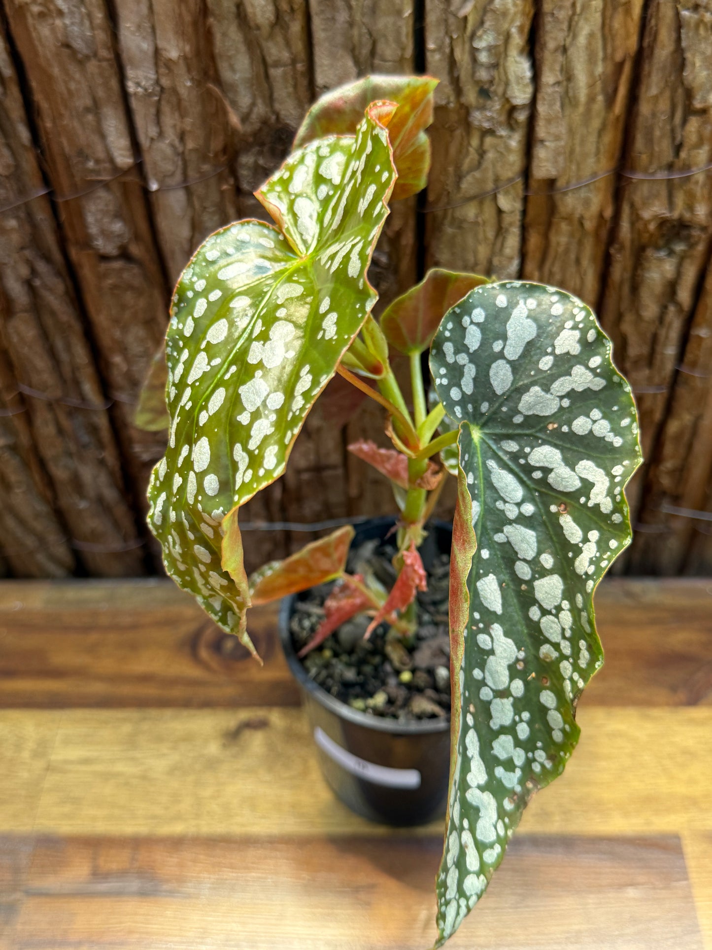 Begonia Spotted Begonia - Orange Flowering I9