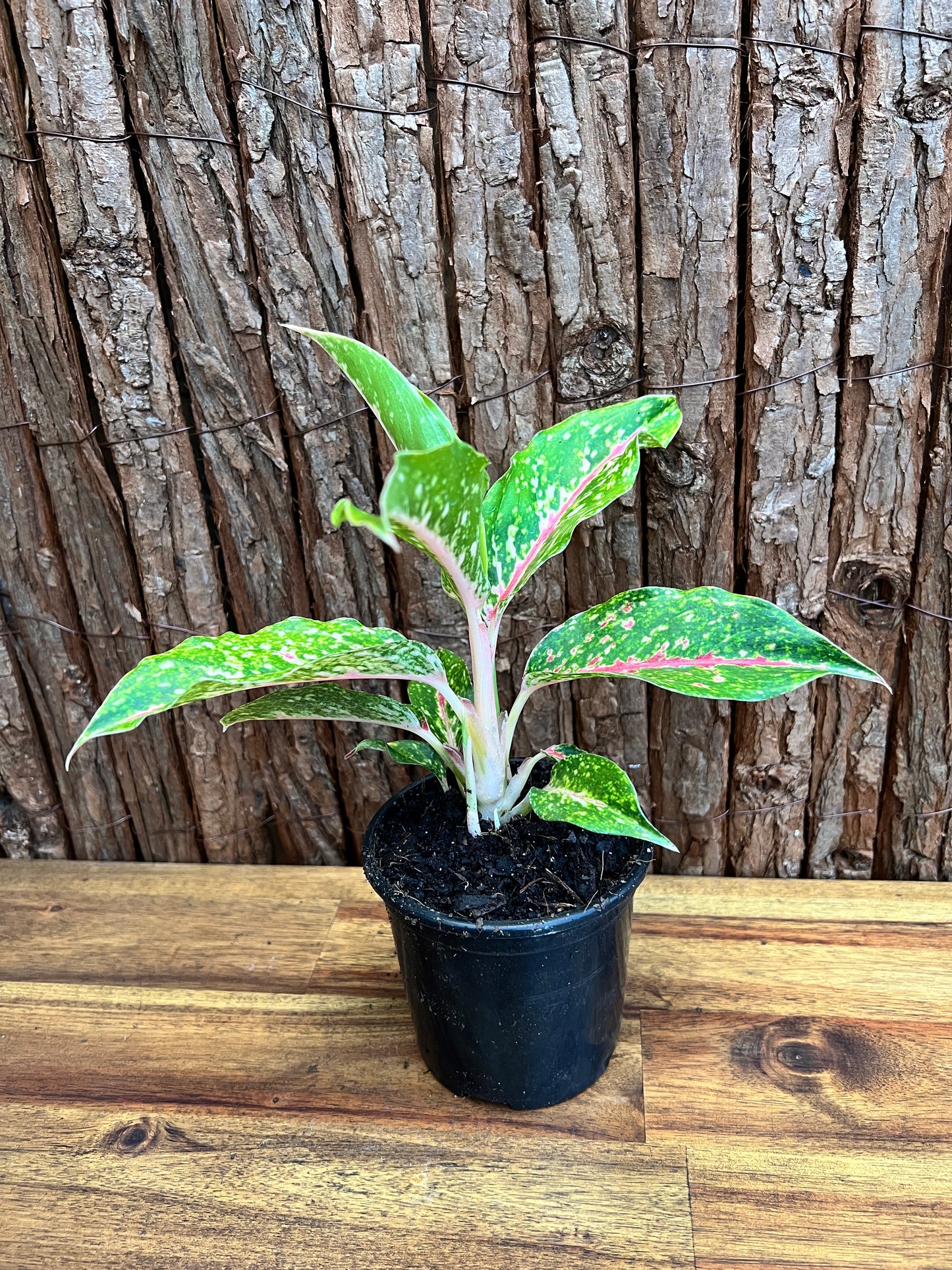 Aglaonema Night Sparkle B220