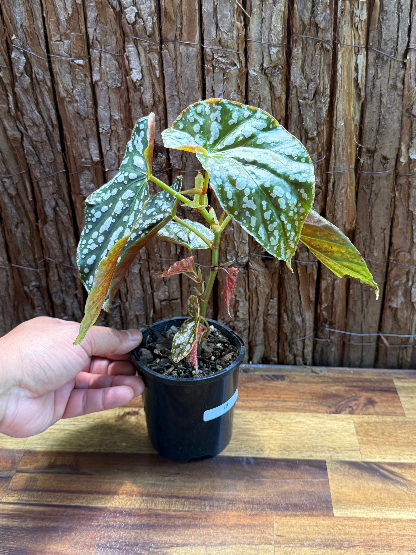 Begonia Spotted Begonia - Orange Flowering I9