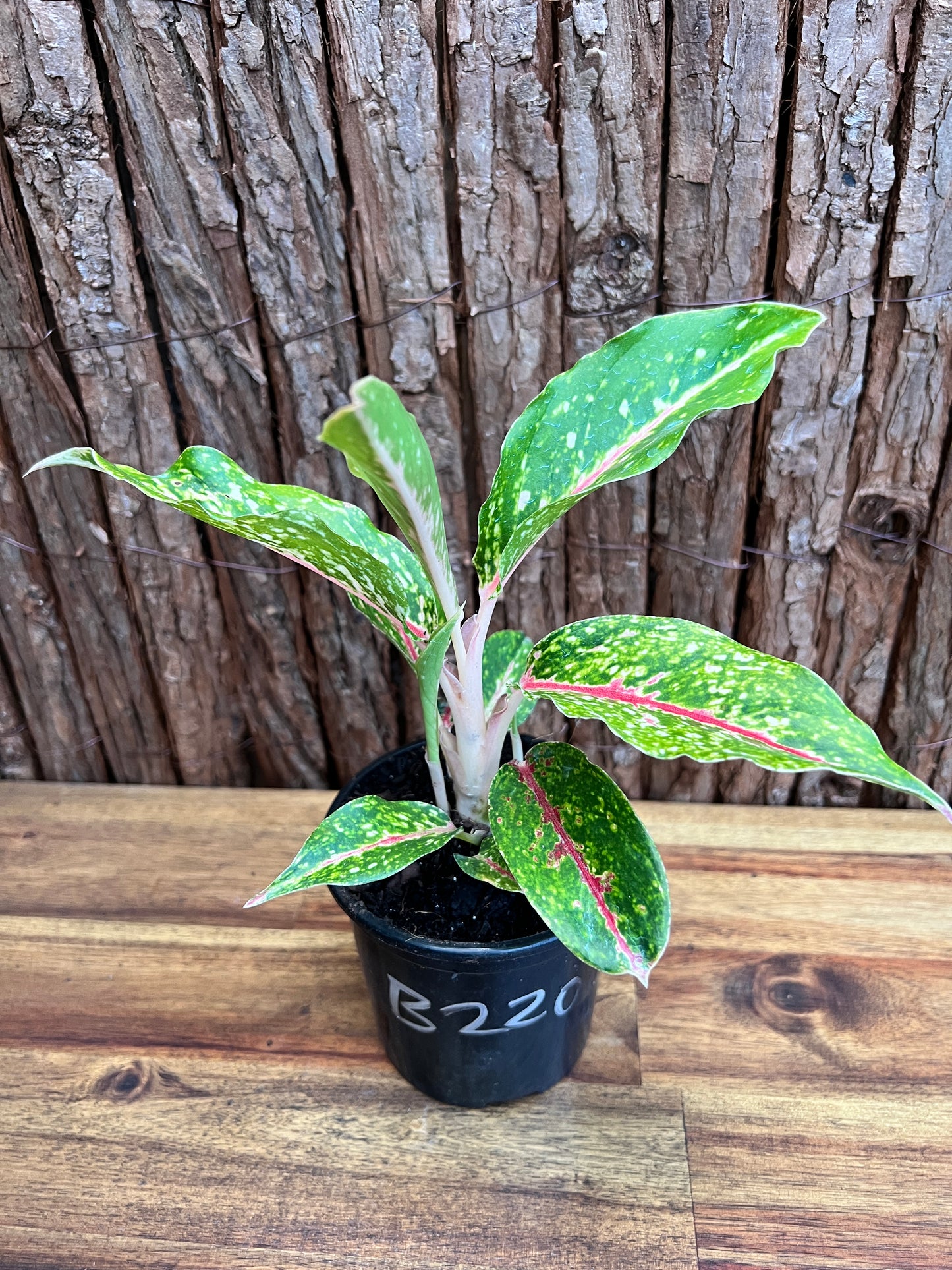 Aglaonema Night Sparkle B220