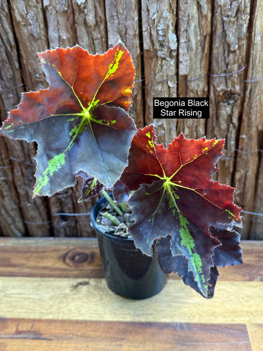 Begonia Black Star Rising I10