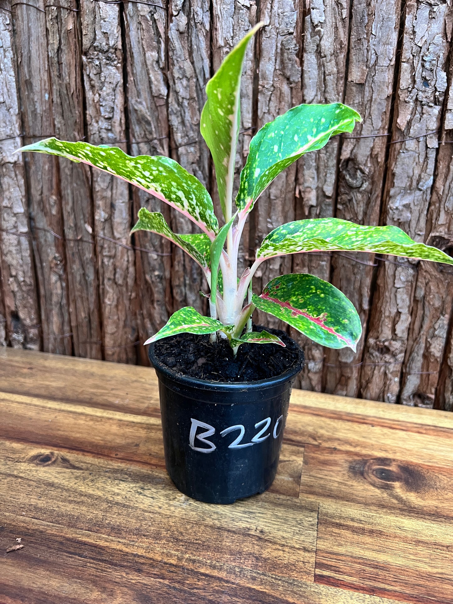 Aglaonema Night Sparkle B220