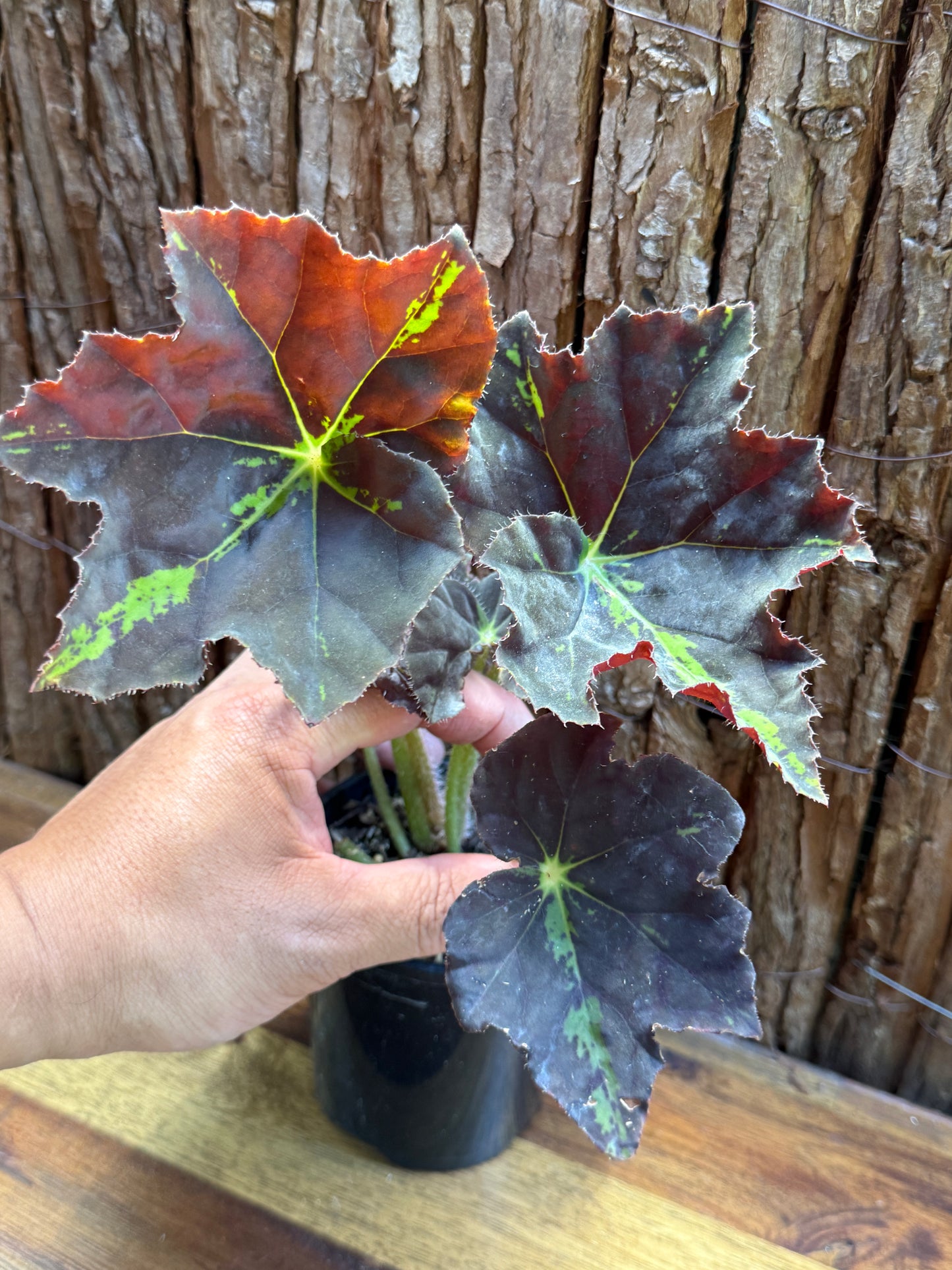 Begonia Black Star Rising I10