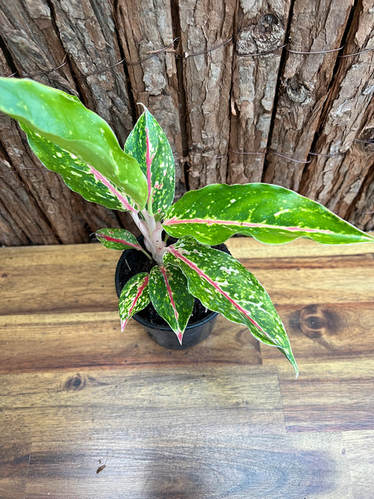 Aglaonema Night Sparkle B221